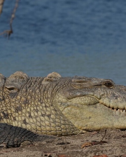 American Crocodile spot card — Legendary, 100 points