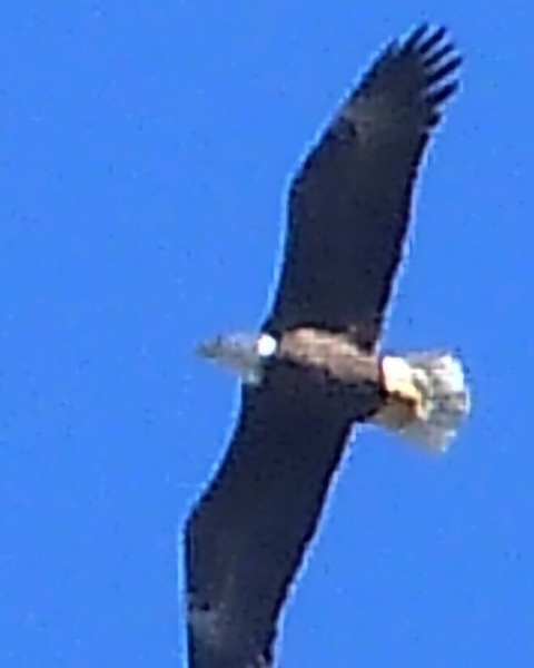 Bald Eagle spot card — Impressive, 35 points