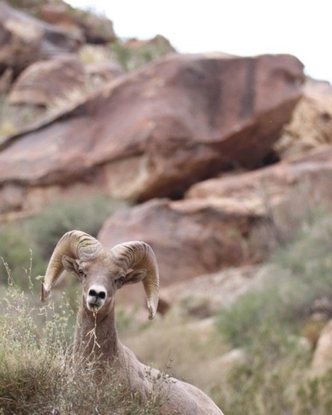 Bighorn Sheep spot card — Legendary, 100 points