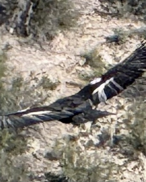 California Condor spot card — Legendary, 100 points