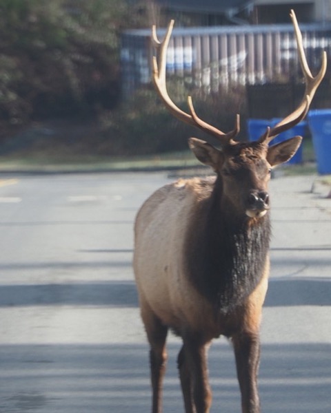 Elk spot card — Epic, 60 points