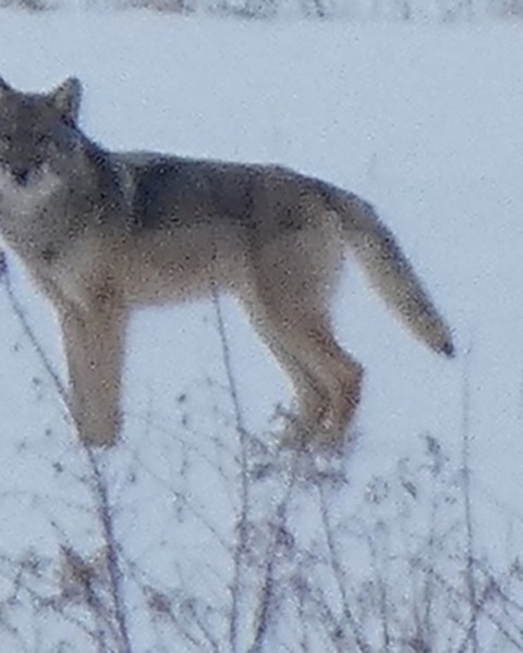 Gray Wolf spot card — Legendary, 100 points