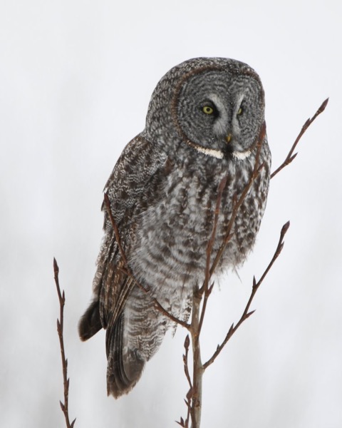 Great Gray Owl spot card — Legendary, 100 points