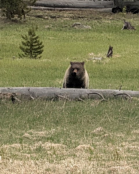 Grizzly Bear spot card — Legendary, 100 points