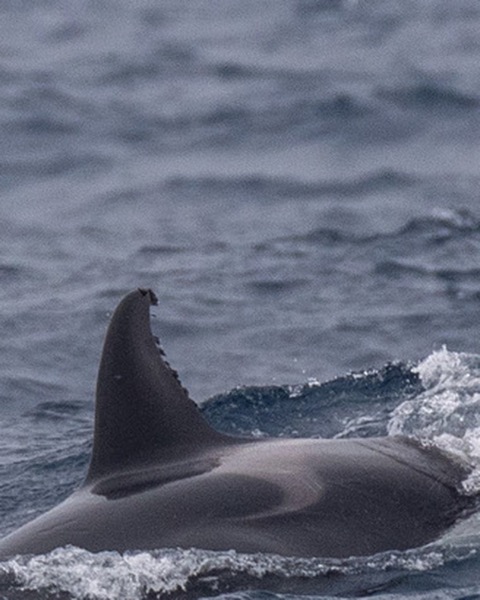 Orca spot card — Legendary, 100 points