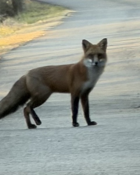 Red Fox spot card — Notable, 20 points