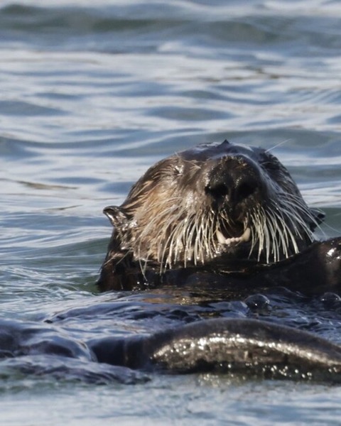 Sea Otter spot card — Legendary, 100 points