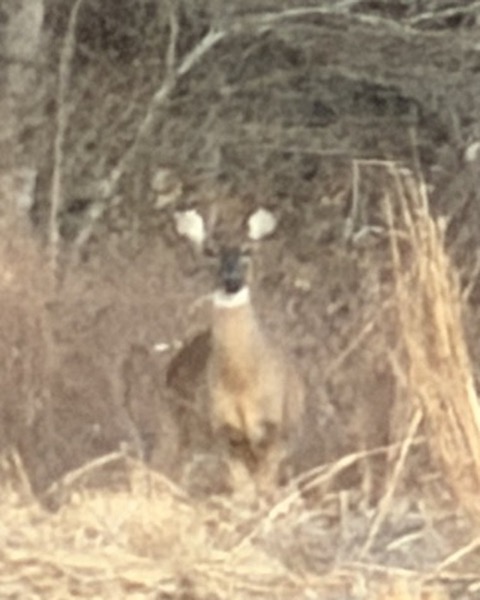 White-tailed Deer spot card — Common, 10 points
